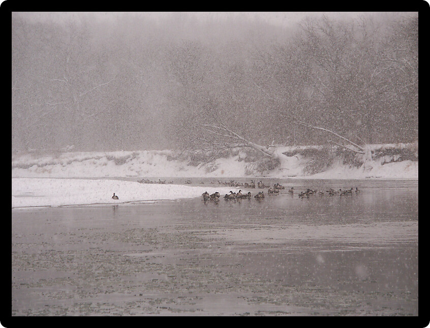 Geese sit along the Kishwaukee River during a winter snowstorm.