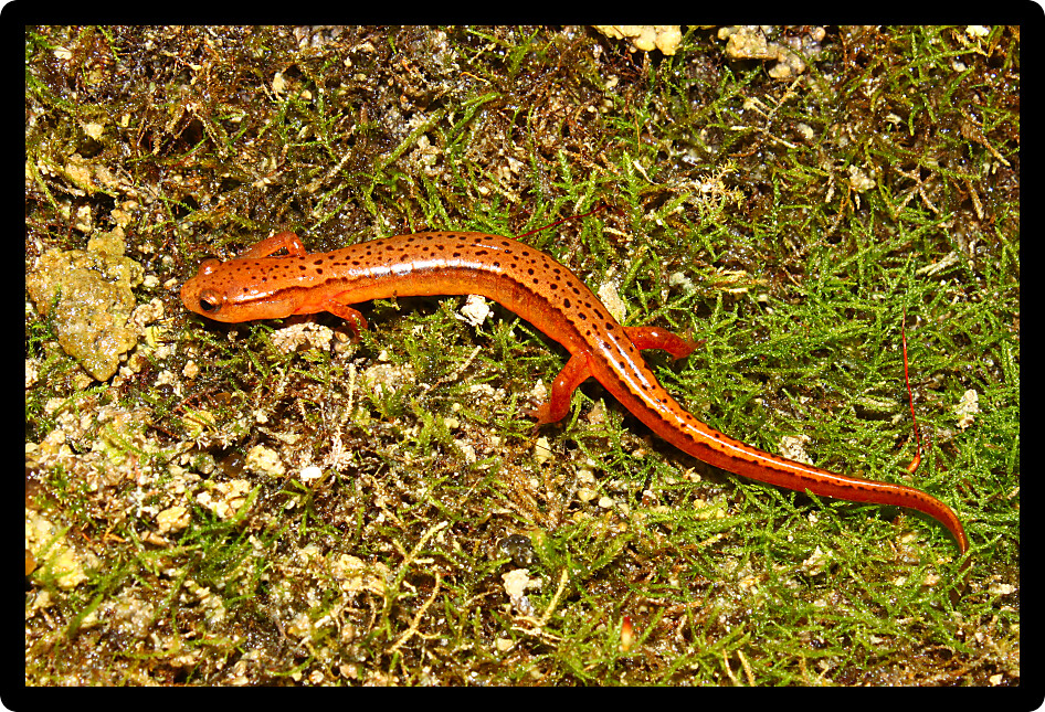 Southern Two-lined Salamander (Eurycea cirrigera) in an environment of northern Alabama.