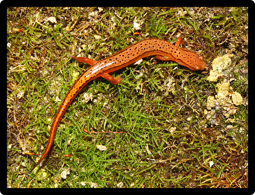 Southern Two-lined Salamander (Eurycea cirrigera) in northern Alabama.
