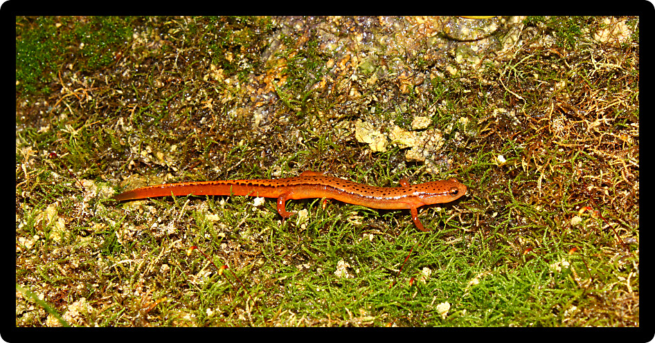 Southern Two-lined Salamander (Eurycea cirrigera) in northern Alabama.