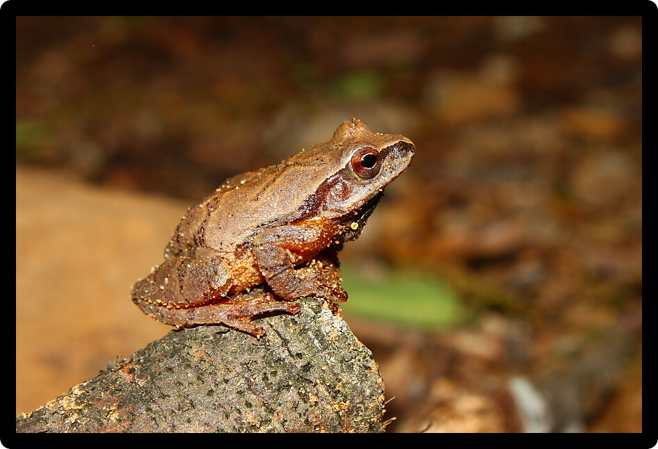 Spring Peeper (Pseudacris crucifer) are an amphibian species in Alabama.