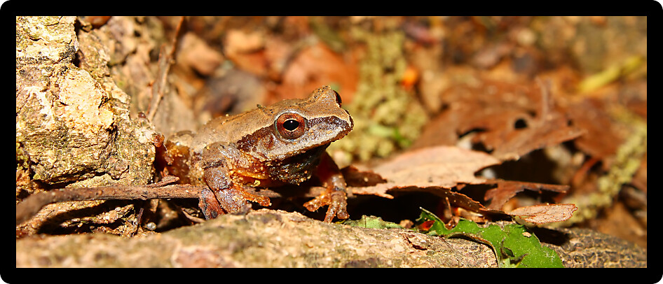 Spring Peeper (Pseudacris crucifer) at a natural area of Alabama.