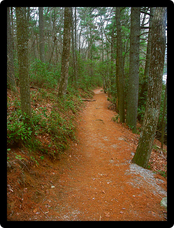 Pretty forest path through Vogel State Park in Georgia.