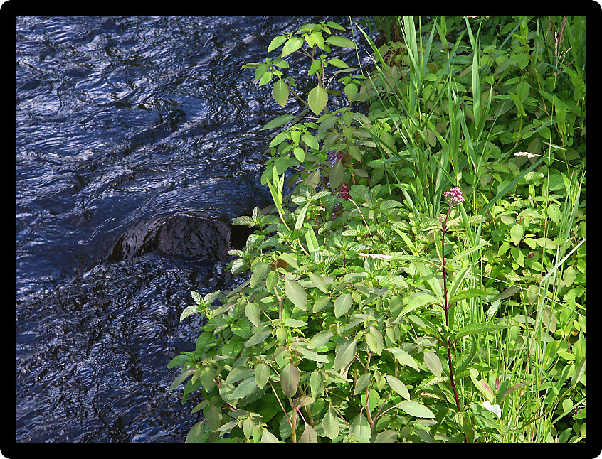 Calm West Fork Montreal River Near Kimball Falls in northern Wisconsin.
