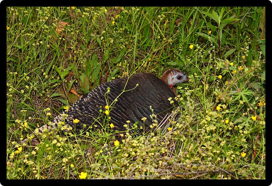 Wild Turkey (Meleagris gallopavo) hides in a prairie in northern Alabama.
