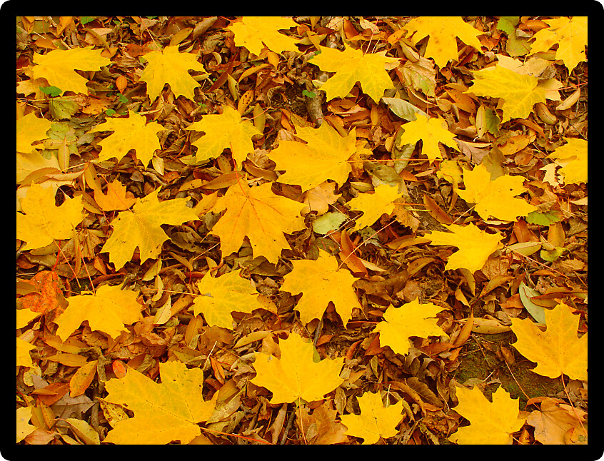 Yellow leaves scattered on the forest floor in northern Illinois.