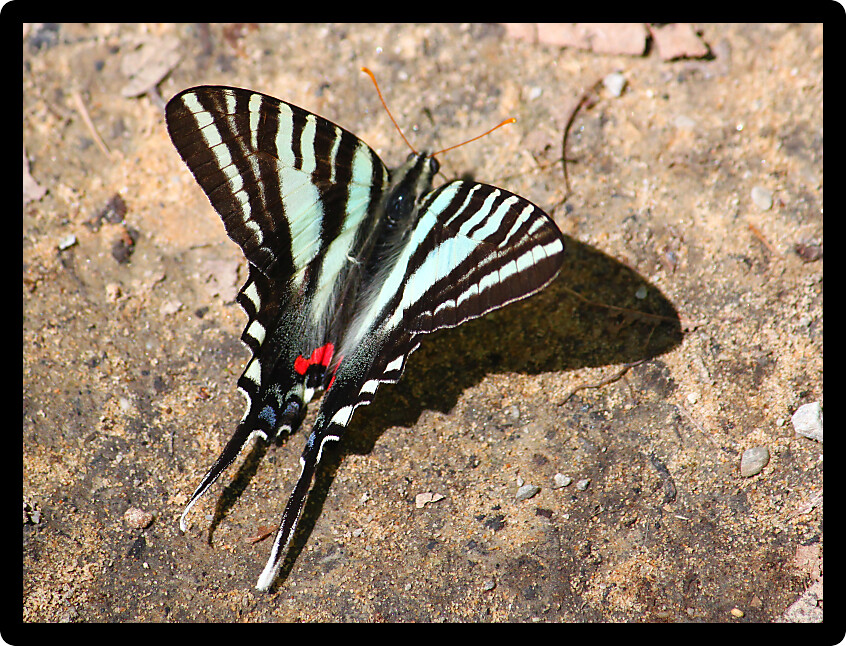 Beautiful Zebra Swallowtail (Eurytides marcellus) in the southern United States.