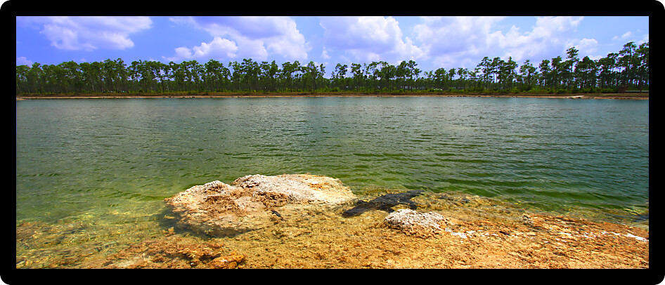 American alligator rests in a clear pond at the Everglades National Park Florida.