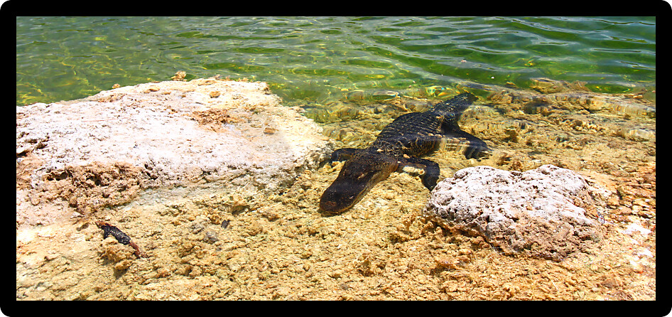 American alligator rests in a clear pond at the Everglades National Park Florida.