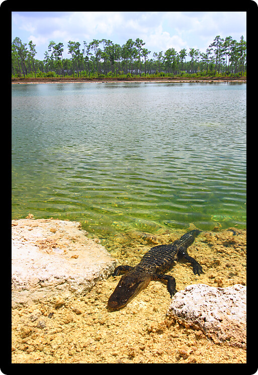 American alligator rests in a clear pond at the Everglades National Park Florida.