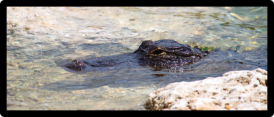 American alligator in the Everglades National Park Florida.