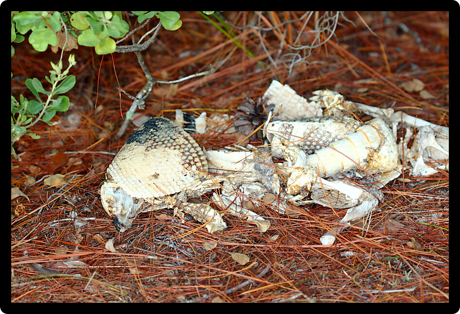 Remains of a Nine-banded Armadillo (Dasypus novemcinctus) in central Florida.
