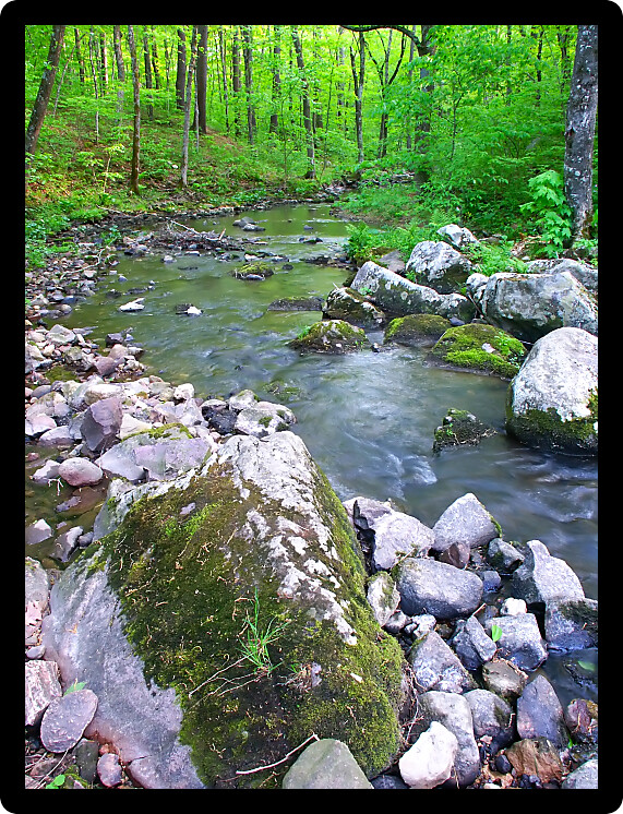 Stream flows through a dense woodland at Baxters Hollow State Natural Area in southern Wisconsin.