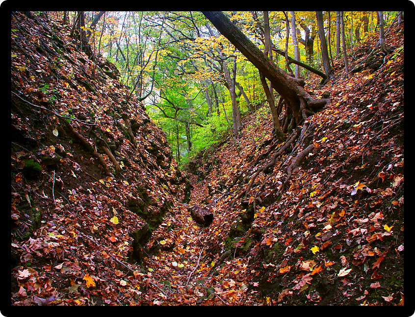 Deep gorge fills with falling leaves at Kishwaukee Gorge Forest Preserve in Illinois.
