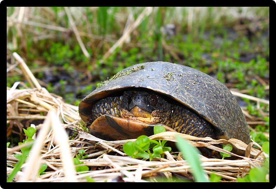 Blandings Turtle (Emydoidea blandingii) emerging in the spring in Illinois.