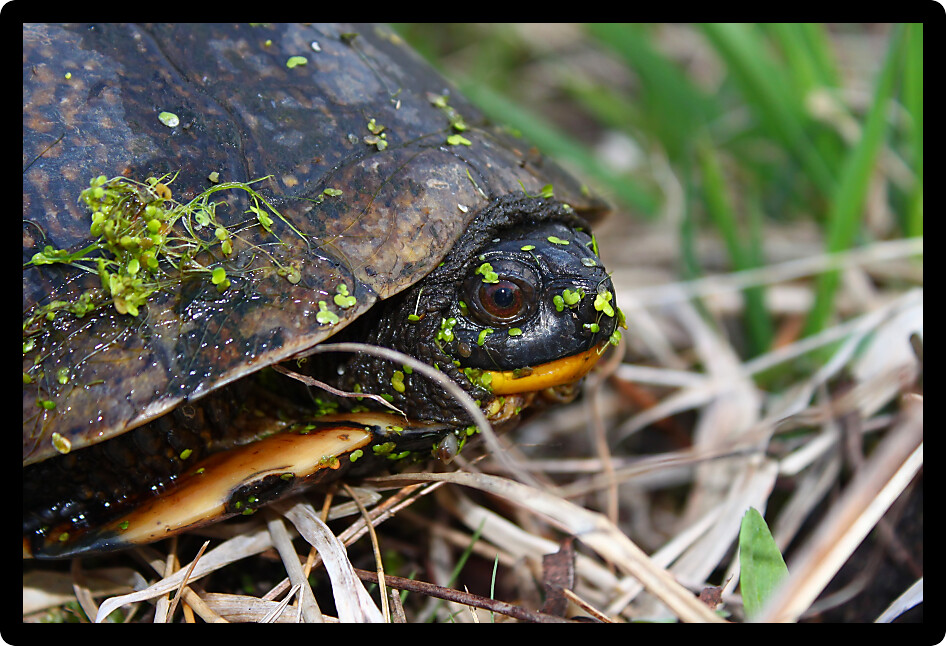Blandings Turtle (Emydoidea blandingii) peaks out of its shell in Illinois.