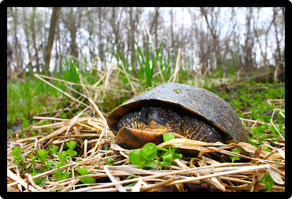 Blandings Turtle (Emydoidea blandingii) emerging in the spring in Illinois.