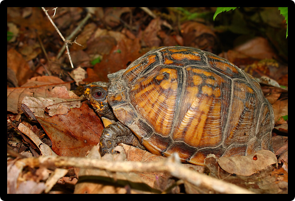 Box Turtle (Terrapene carolina) in the southern United States.