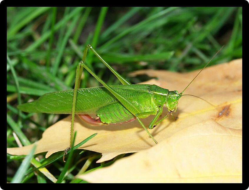 Broad-winged Katydid (Microcentrum rhombifolium) sits on a leaf in Will County Illinois.
