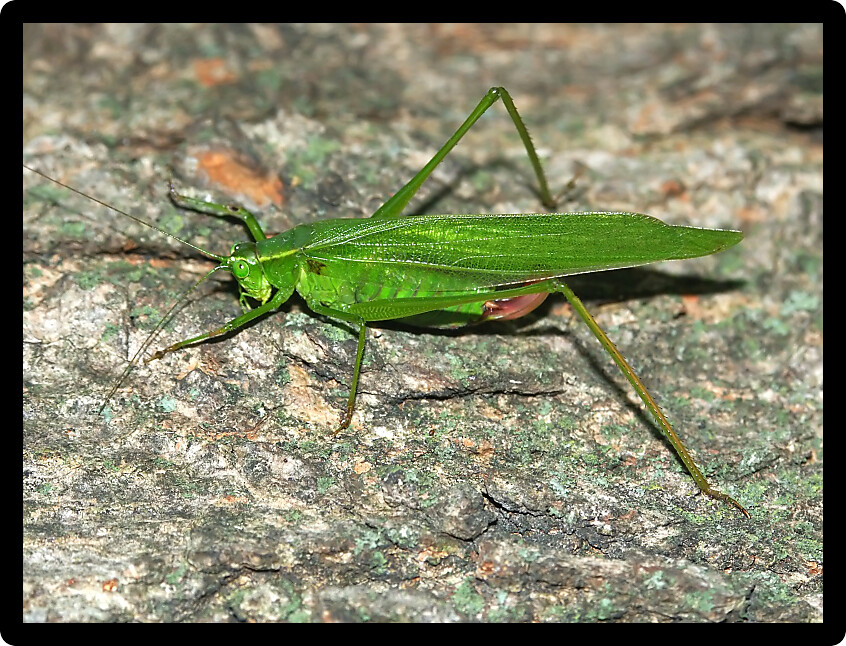 Broad-winged Katydid (Microcentrum rhombifolium) sits on a leaf in Will County Illinois.