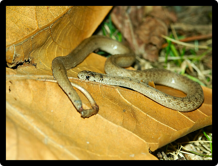 Brown Snake (Storeria dekayi) in an Illinois woodland.