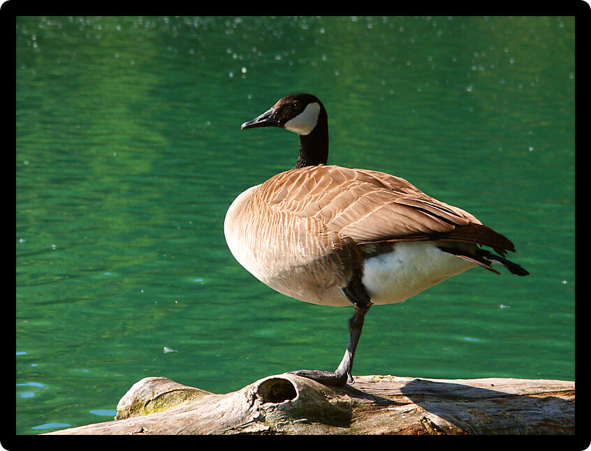 Canada Goose (Branta canadensis) sits on a log at Spencer Conservation Area in Illinois.
