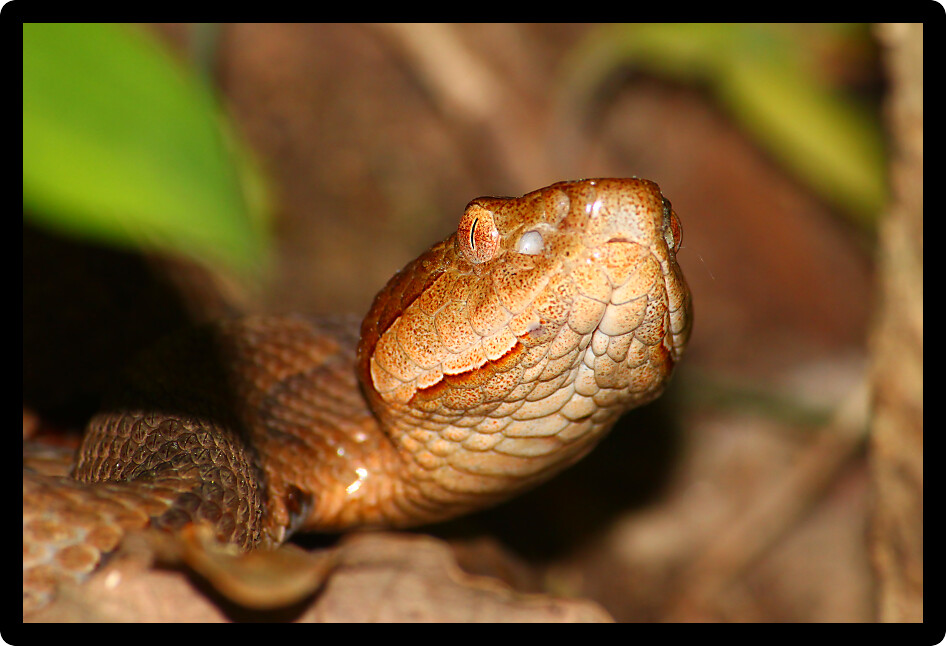 Copperheads (Agkistrodon contortrix) are a venomous viper species in Alabama.