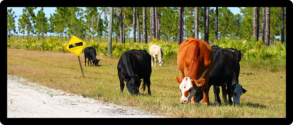 Cows graze on grass in a central Florida field.