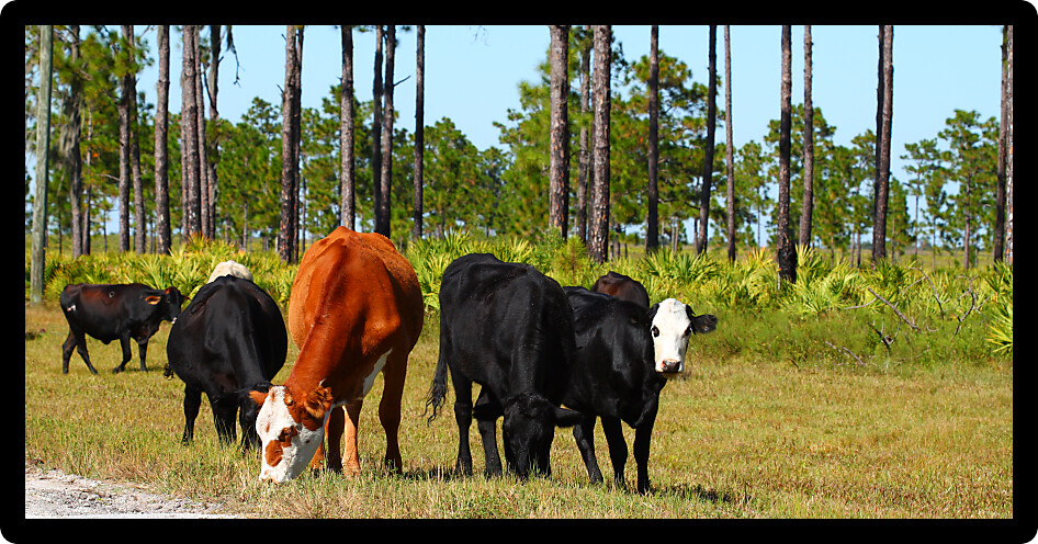 Cows graze on grass in a central Florida field.