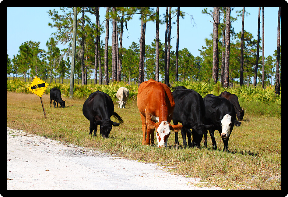 Cows graze on grass at in a central Florida field.