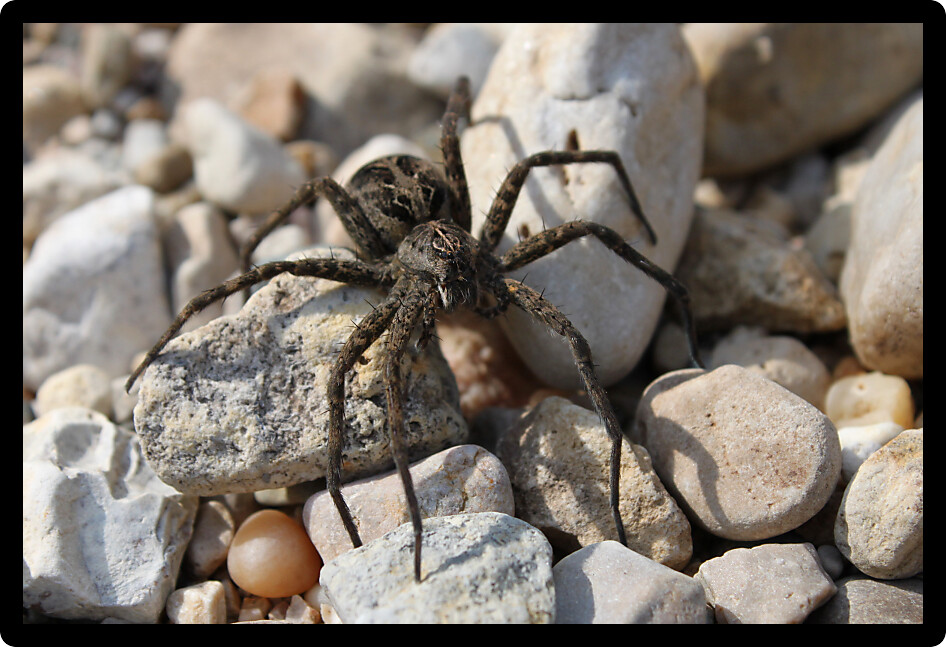 Dark Fishing Spider (Dolomedes tenebrosus) in the dry creekbed of Illinois.
