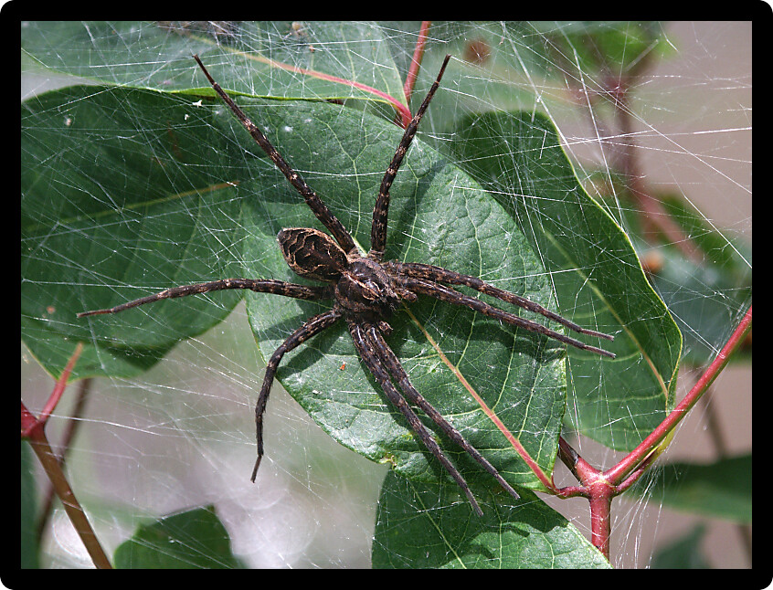 Dark Fishing Spider (Dolomedes tenebrosus) in northern Wisconsin.