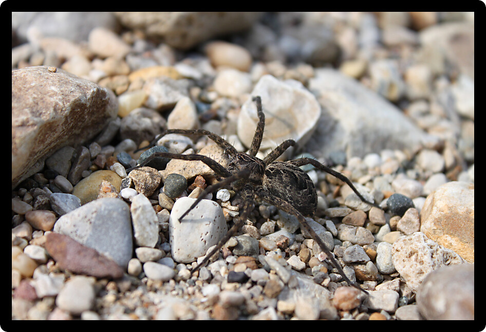 Dark Fishing Spider (Dolomedes tenebrosus) in the dry creekbed of Illinois.