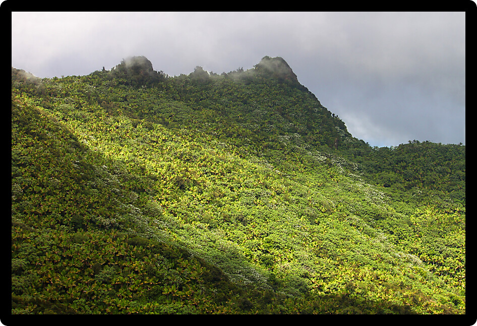 Mist covers the rainforest peaks of El Yunque National Forest in Puerto Rico.