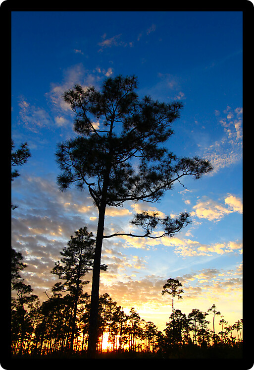 Beautiful sunset over a forest in the Everglades National Park of Florida.