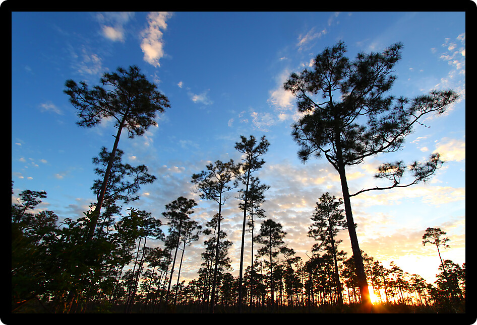 Beautiful sunset over a forest in the Everglades National Park of Florida.