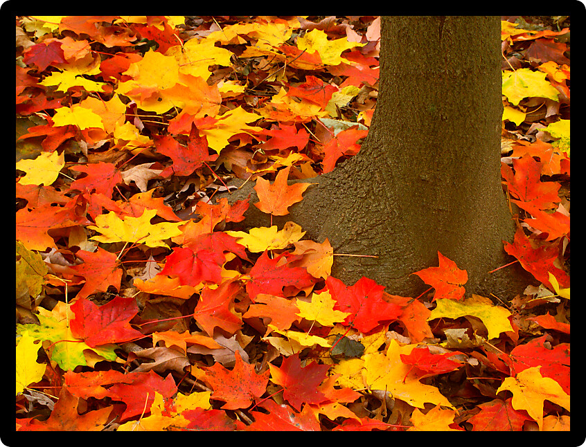 Vibrant red and yellow leaves at the base of a tree in northern Illinois.