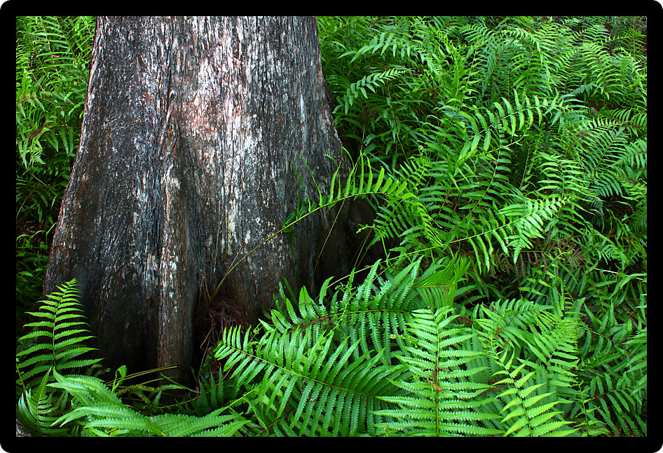 Beautiful ferns grow at the edge of a swamp in central Florida.