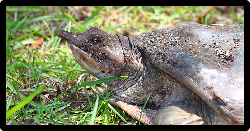 Florida Softshell Turtle (Apalone ferox) in a natural environment of Florida.