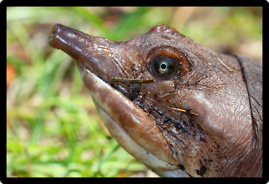 Florida Softshell Turtle (Apalone ferox) in a natural environment of Florida.