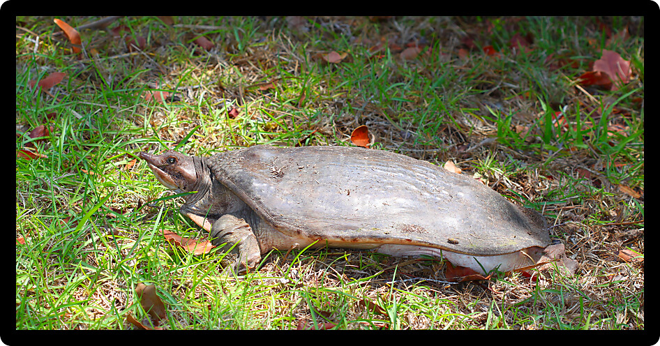 Florida Softshell Turtle (Apalone ferox) in a natural environment of Florida.