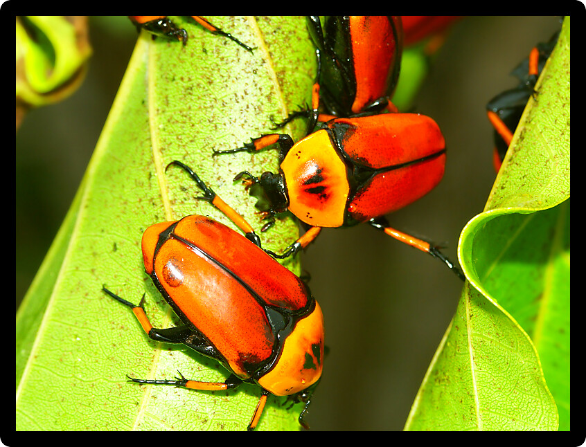 Brightly colored Flower Beetles on Green Island of Queensland Australia.