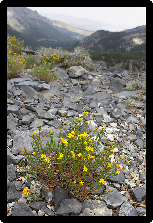 Lone stand of flowers amidst the rocky landscape of Nevada from Mount Charleston.