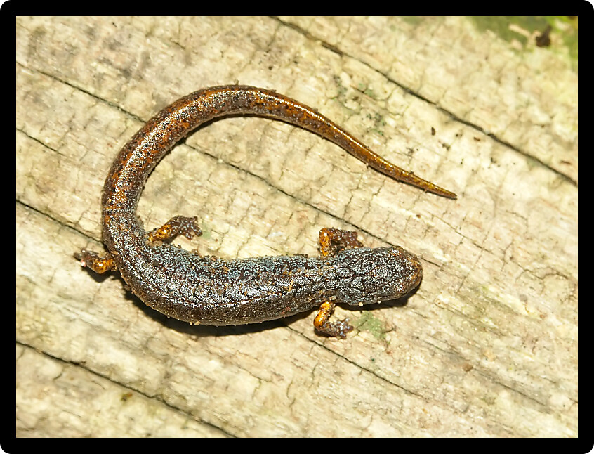 Four-toed Salamander (Hemidactylium scutatum) in an Illinois forest.