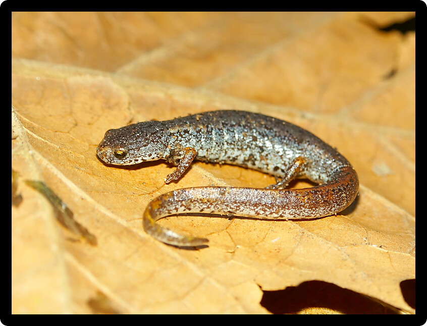Four-toed Salamander (Hemidactylium scutatum) in central Illinois.