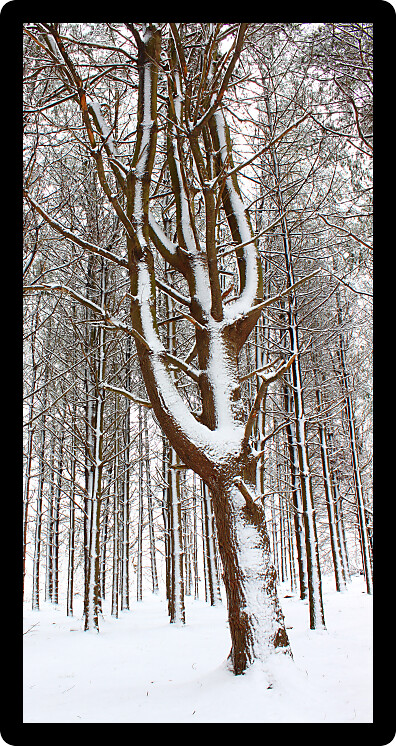 Magnificent winter scene in a pine forest at Rock Cut State Park in Illinois.