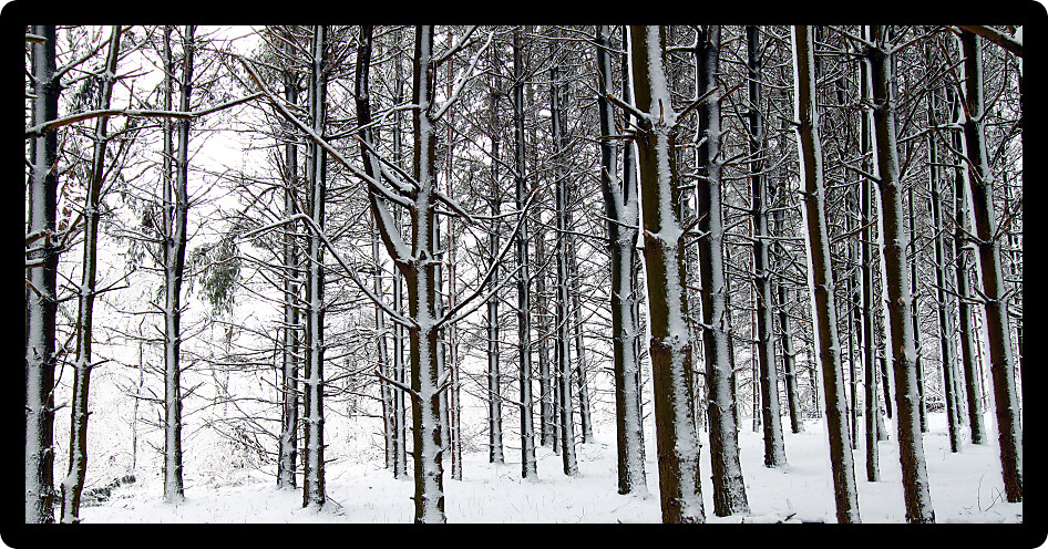 Magnificent winter scene in a pine forest at Rock Cut State Park in Illinois.