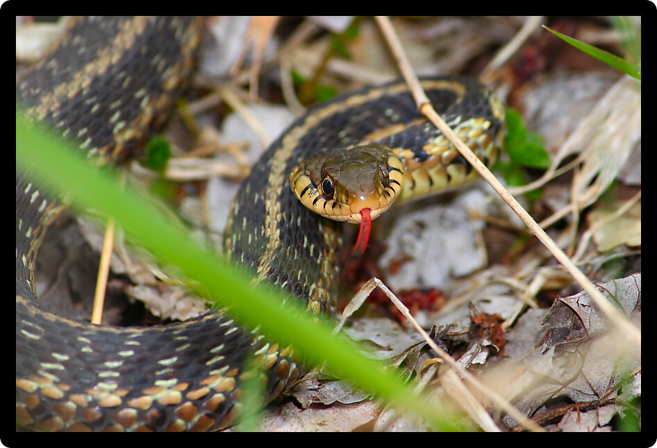 Garter Snake (Thamnophis sirtalis) in a forested natural area of Illinois.