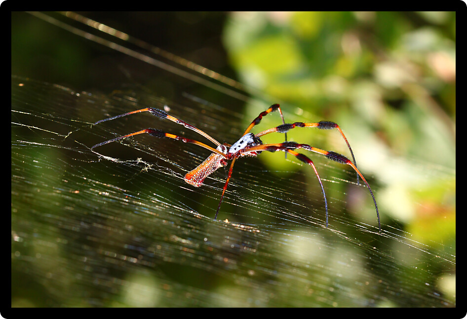 Golden Silk Orb-weaver Spider (Nephila clavipes) in central Florida.