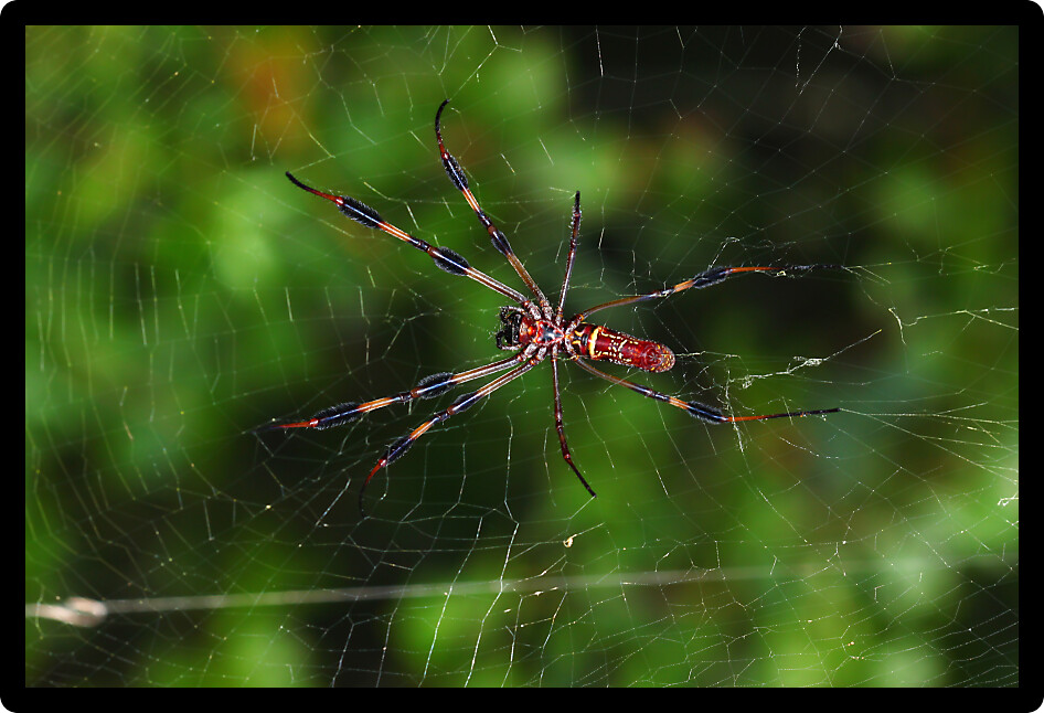Golden Silk Orb-weaver Spider (Nephila clavipes) in central Florida.
